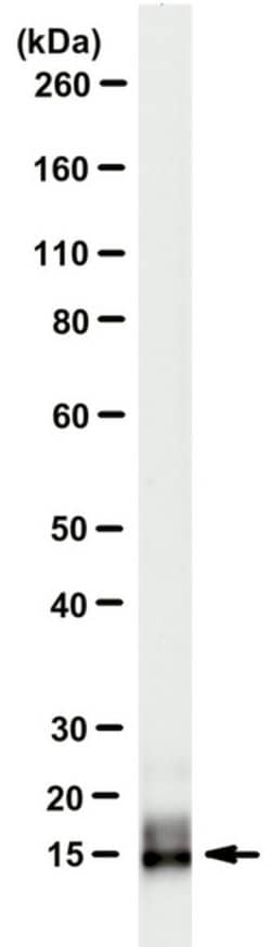 Neuritin (CPG15), Mouse anti-Human, Rat, Clone: A6.1, Millipore Sigma 100&mu;g;